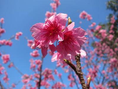 2月の沖縄と桜