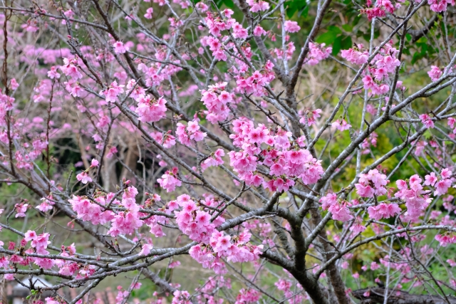 沖縄の桜